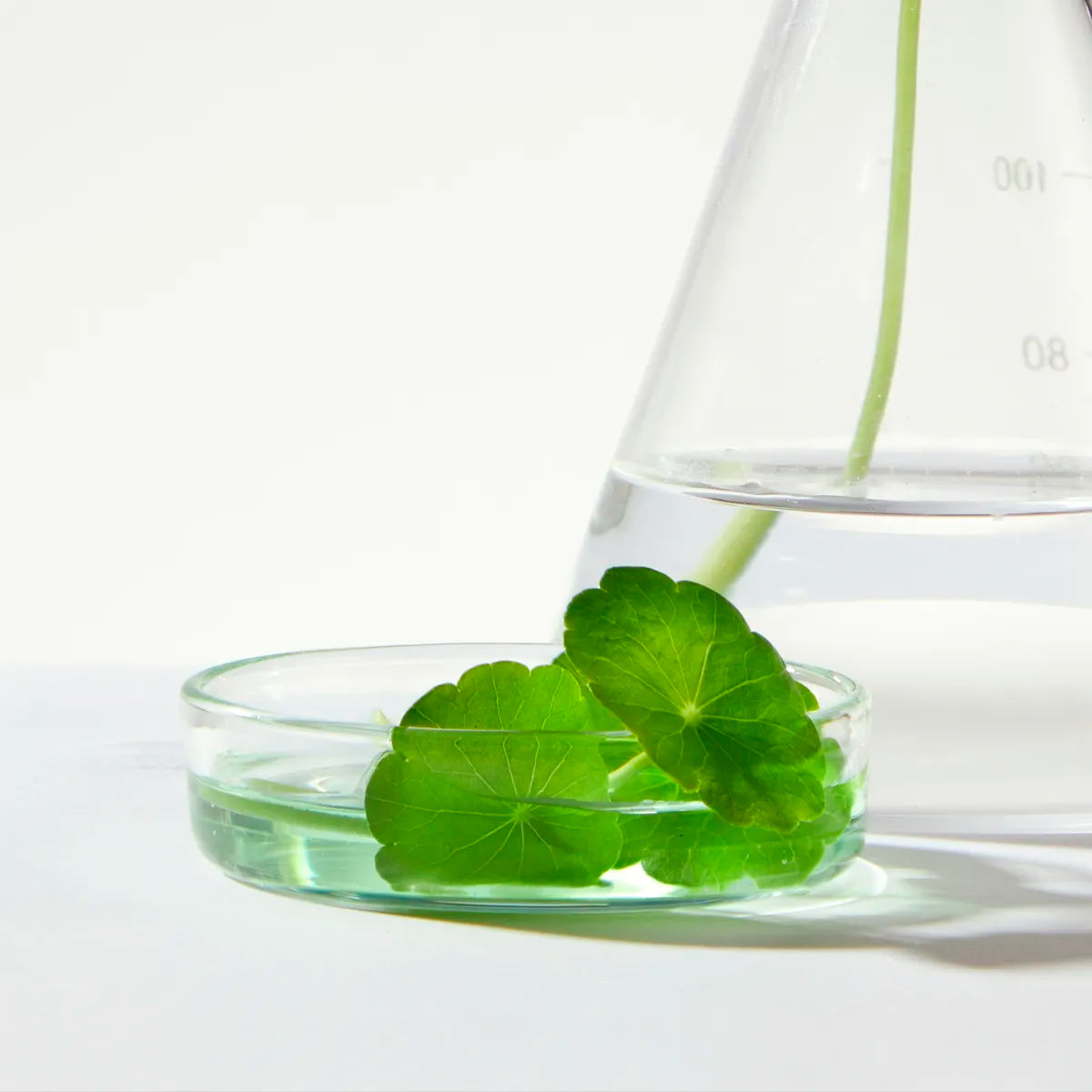 Centella Asiatica leaf sprig touching the surface of water in a laboratory glass dish, representing the plant-derived exosomes used in Dr Ivy skincare.