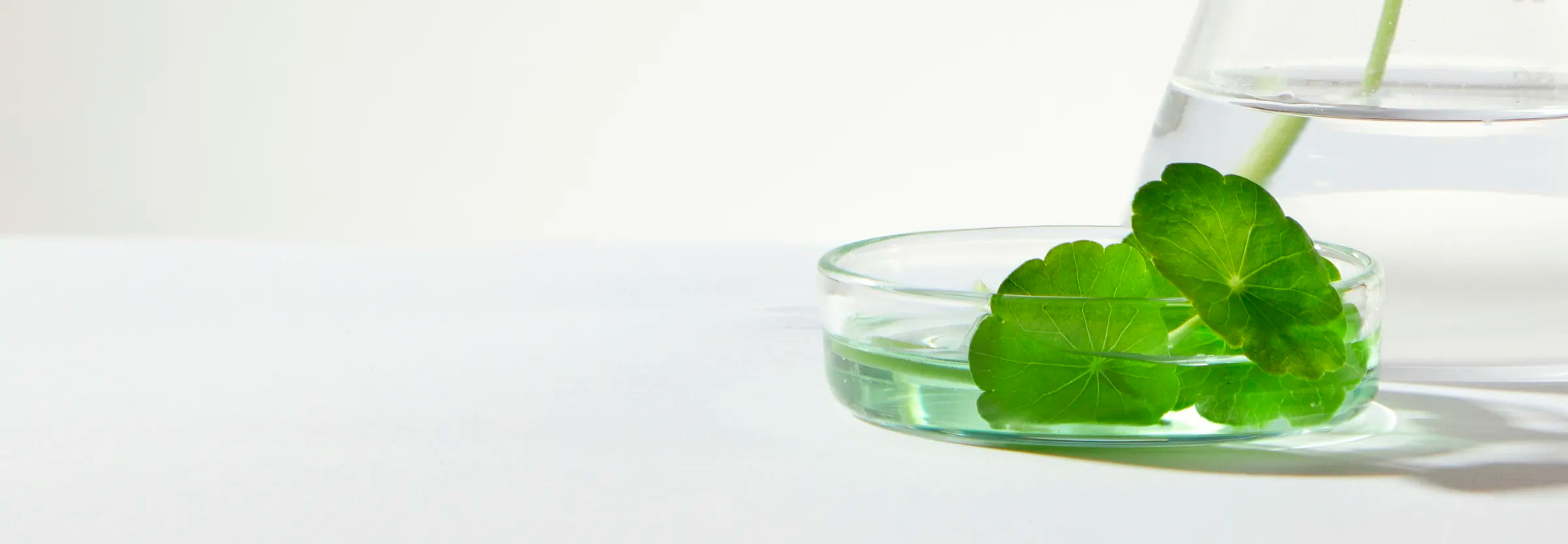 Exosome Centella Asiatica